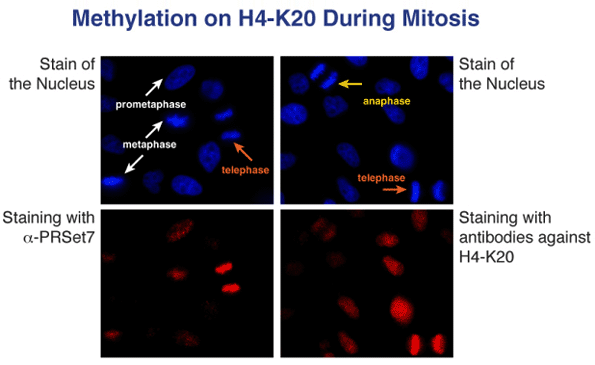 Figure 1: Methylation during mitosis...